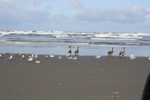 Grayland Beach birds