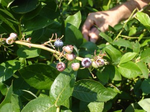 You can pick blueberries for free between the months of July and September at Charlotte's Blueberry Park in Tacoma. Photo courtesy of Metro Parks Tacoma. 