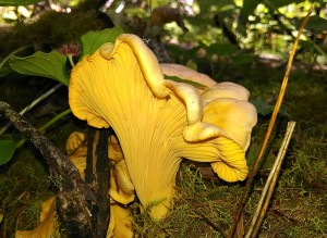 Rainbow Chanterelle (Cantharellus roseocanus) is a popular mushroom variety found in the Pacific Northwest. Picture by Chris Herrera