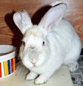 Vincent bunny rabbit tacoma humane society