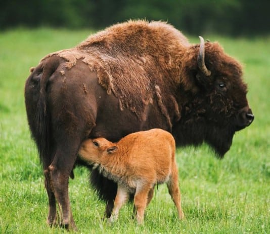 Bison calves, Northwest Trek.