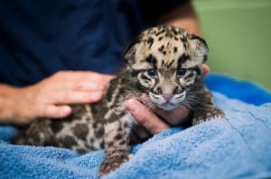 Come see the clouded leopard cubs during their feedings at 10:00 a.m. and 1:30 p.m., daily.