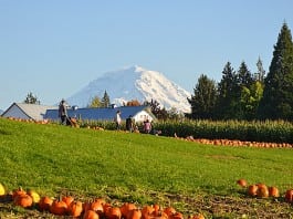 tacoma pumpkin patch