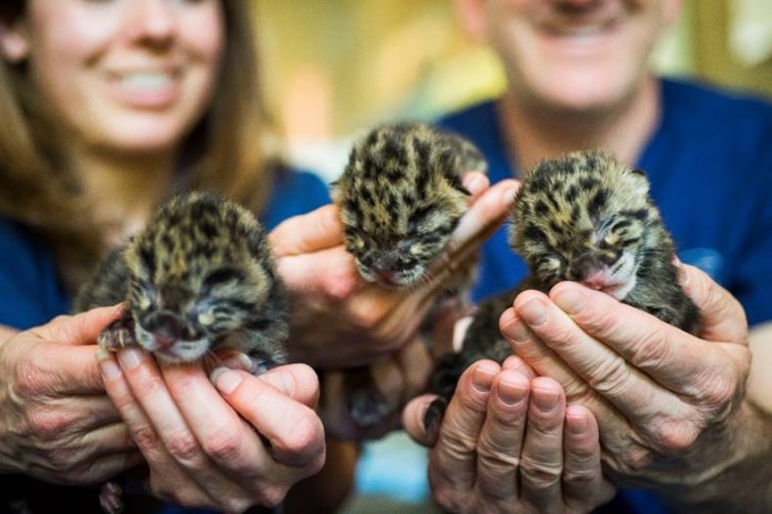 Point Defiance Zoo and Aquarium clouded leopard cubs