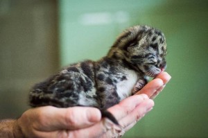The future of clouded leopards in the wild is threatened due to 
