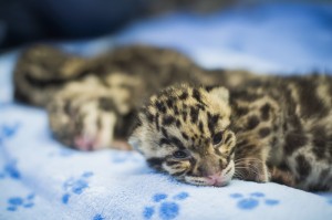 Clouded Leopard Cubs
