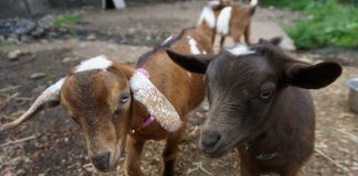 Chantilly Farms Baby Goats