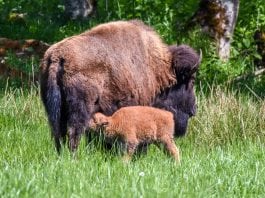 Northwest Trek Bison Babies