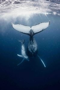 Annie Crawley Humpback Whales
