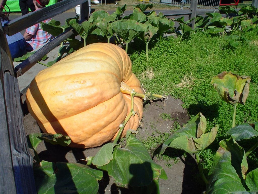 Washington State Fair Giant Pumpkin