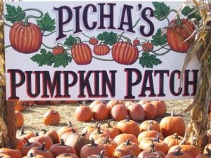 Fall at Picha Farms