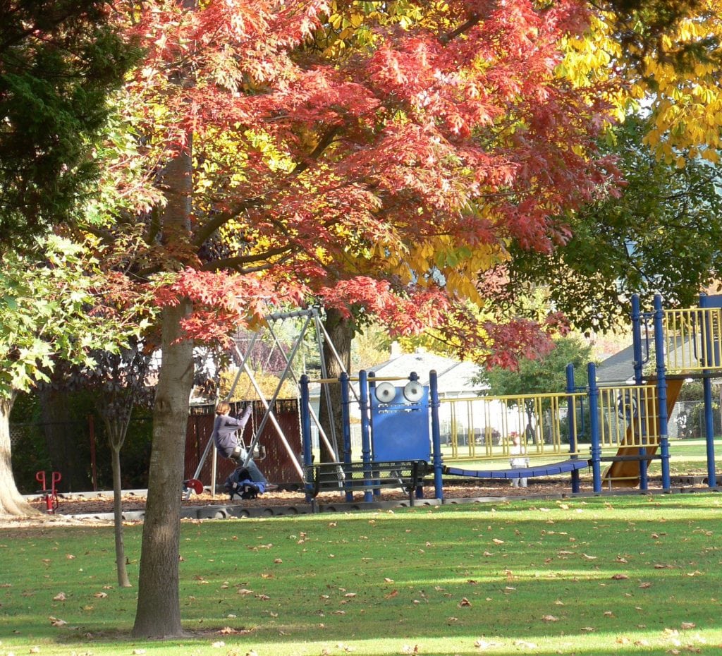 Fall Leaves Loyalty Park