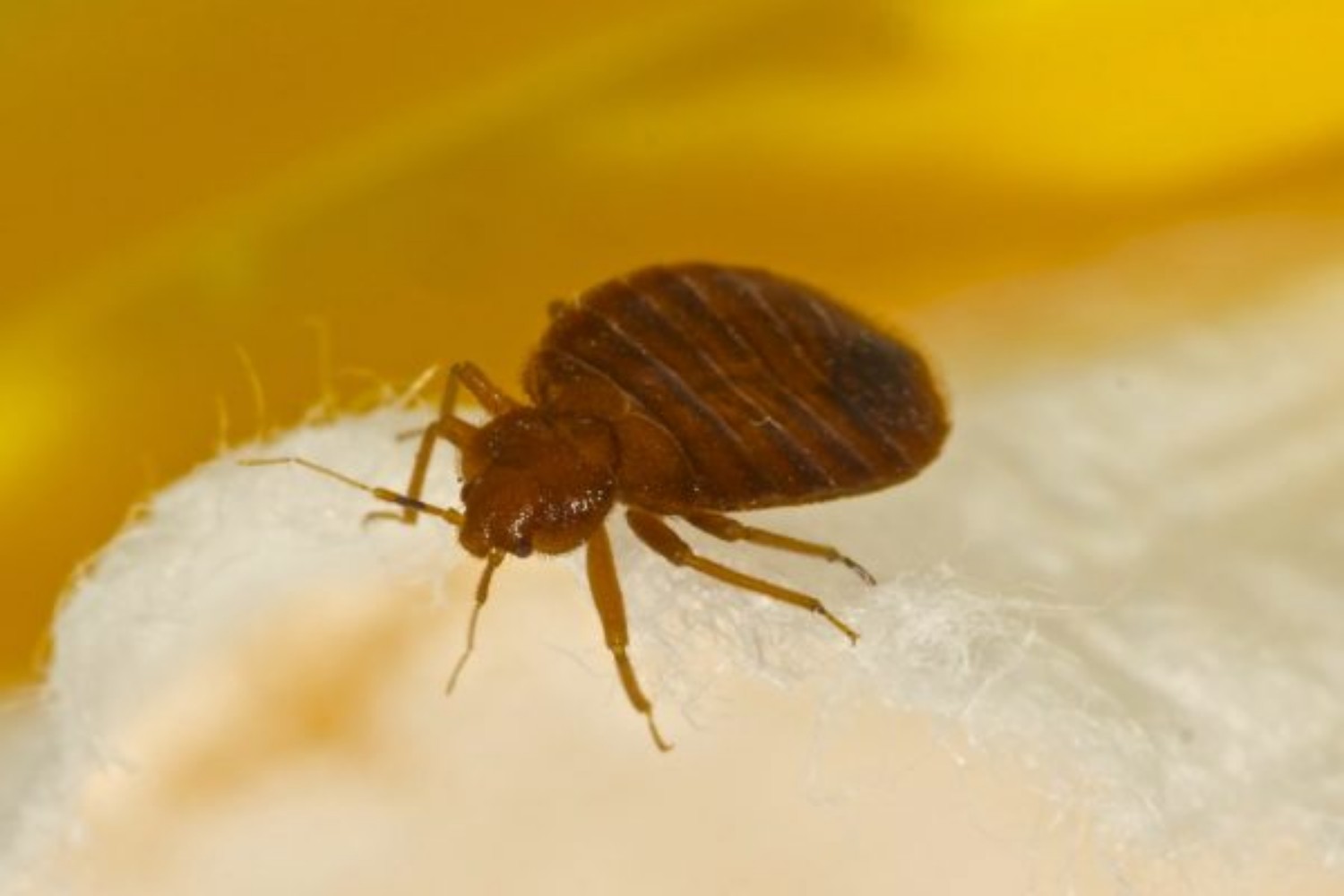 See This Report about Bed Bug Treatment Nyc
