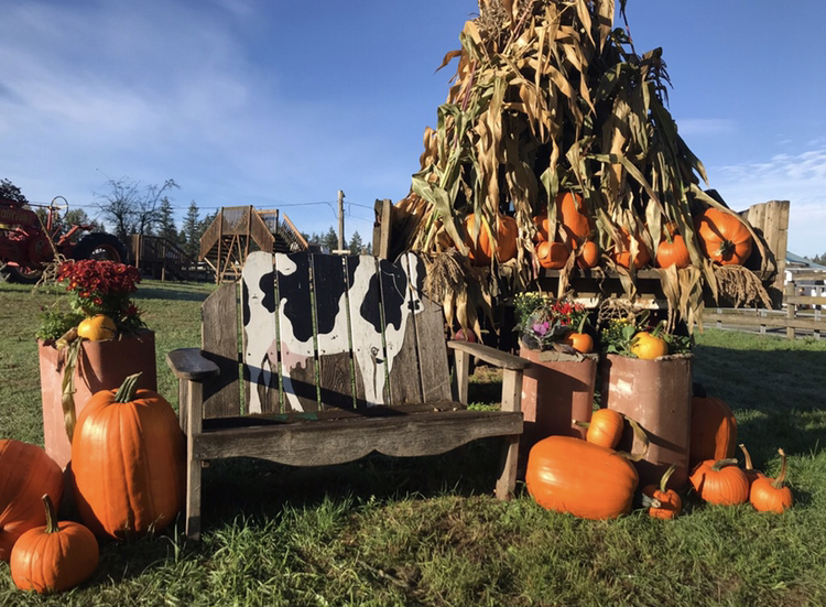 2021 Pumpkin patches corn mazes Pierce County
