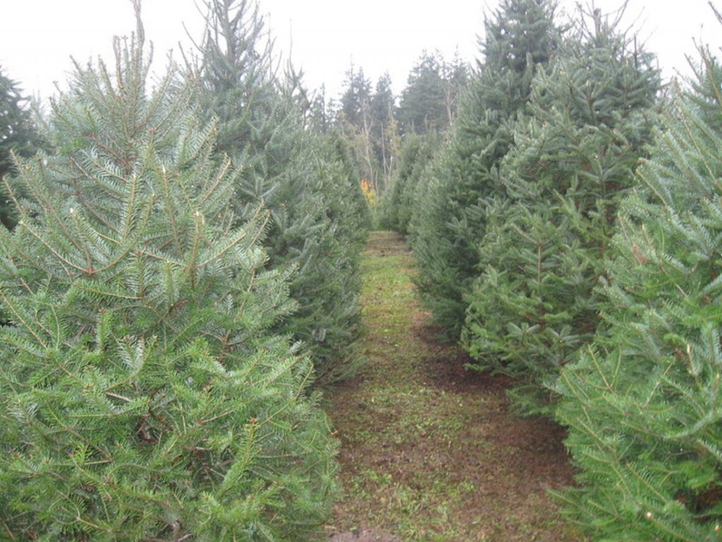 Christmas Tree Farms Pierce County