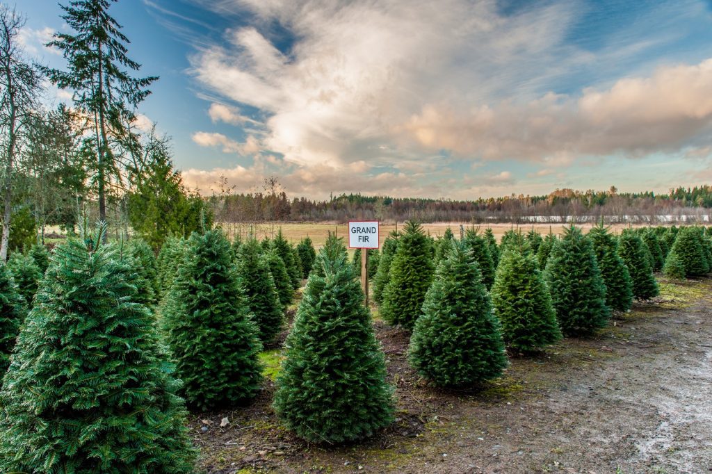 2022 Christmas tree farms Tacoma Pierce County