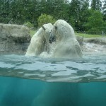 point defiance zoo
