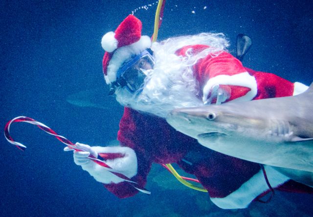 zoolights point defiance zoo and aquarium santa shark point defiance zoolights