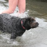 polar bear plunge