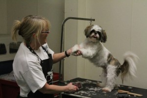 Prison Pet Partnership Grooming