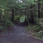 Point Defiance Park Rhododendron Garden Loop