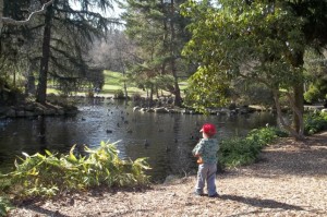 The duck pond at Point Defiance Park.