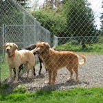McKenna Kennels Photos – Three Dogs