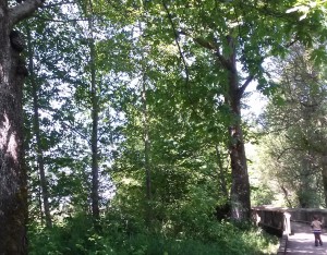 nisqually wildlife refuge