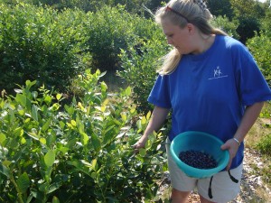 Picking blueberries at Charlotte's Blueberry Park is fun for the whole family. Photo courtesy of Metro Parks Tacoma.