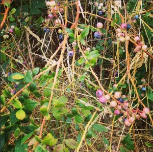 The berries start to ripen in early July. Just in time for summer picking with the family! Photo courtesy of Rachel Campbell.