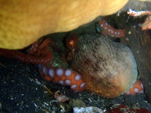 Puget Sound divers may spot the Giant Pacific Octopus, the largest octopus in the world. Photo courtesy of Erika Hersh.