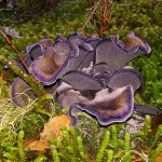 Blue Chanterelle mushroom