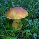 King Bolete mushroom