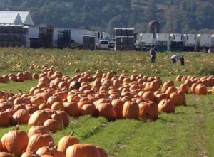Whether to carve, to paint, or to bake, the best place to find superior squash of any shape or color is at one of Pierce County’s several pumpkin patches.