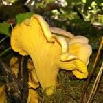 rainbow chanterelle mushroom