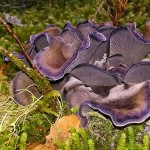 mushroom featured