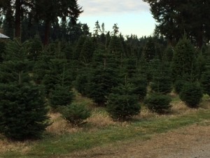 Pierce County Christmas tree farms