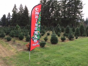 From Auburn to Eatonville, Port Orchard to Puyallup, Christmas trees are big business in this region, including family farms that have been selling evergreens and crafts for more than 20 years.
