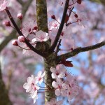 Spring blossom