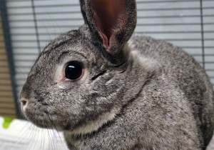 Shorthaired rabbit, Tacoma Pierce County Humane Society.