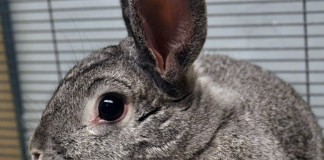 Shorthaired rabbit, Tacoma Pierce County Humane Society.