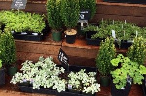 In addition to the great nurseries and garden shops located throughout the South Sound, small grocery stores like Harbor Greens, Tacoma Boys and Metropolitan Market often offer a small assortment of plants and herbs for the garden.
