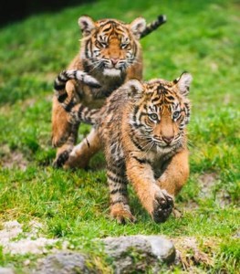 Tiger cubs playing at Point Defiance Zoo and Aquarium.