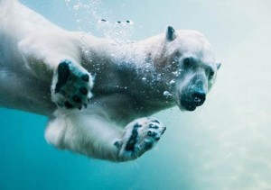 Polar bear swimming at Point Defiance Zoo and Aquarium.