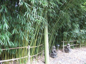 Jade Mountain Nursery bamboo display.