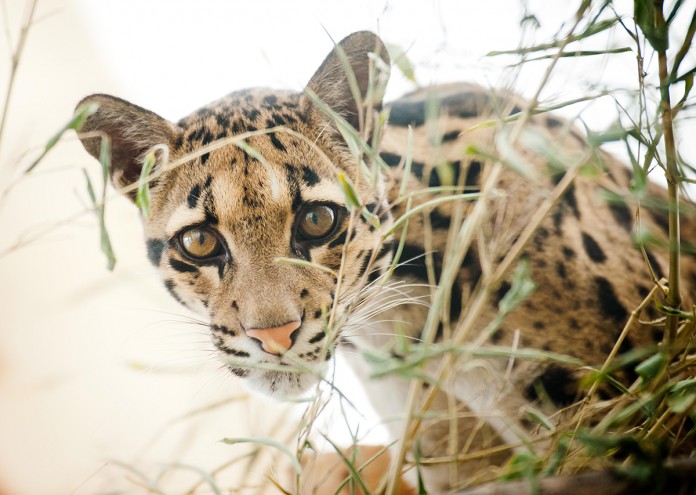 Point Defiance Zoo & Aquarium clouded leopard