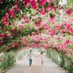 rose garden