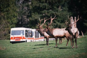 Tram and elk at Northwest Trek