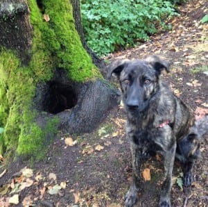 With 7 acres for dogs to roam, the off-leash dog park at Point Defiance Park in Tacoma is a popular destination for dogs and their humans. Photo credit: Sarah Leslie.