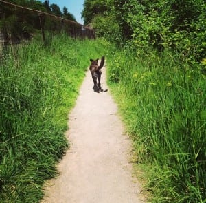 Let your dog have its day at one of the region's many off-leash dog parks. Photo credit: Sarah Leslie.